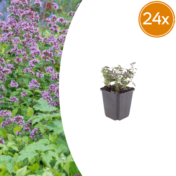 Dost ‚Herrenhausen' – Origanum laevigatum