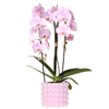 Orchidee ‚Niagara Falls' – Phalaenopsis – Ø 12 cm