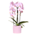Orchidee ‚Niagara Falls' – Phalaenopsis – Ø 12 cm