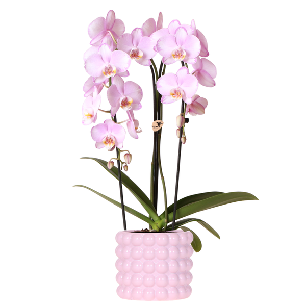 Orchidee ‚Niagara Falls' – Phalaenopsis – Ø 12 cm