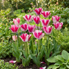 Tulpe ‚Mata Hari' – Tulipa – Ansicht 2