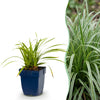 Japan-Segge ‚Ice Dance' – Carex morrowii