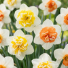 Narzisse ‚Macaron Bloss' – Narcissus