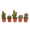 Kakteenmischung 5,5 cm - 5x - zonder pot