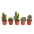 Kakteenmischung 5,5 cm - 5x - zonder pot