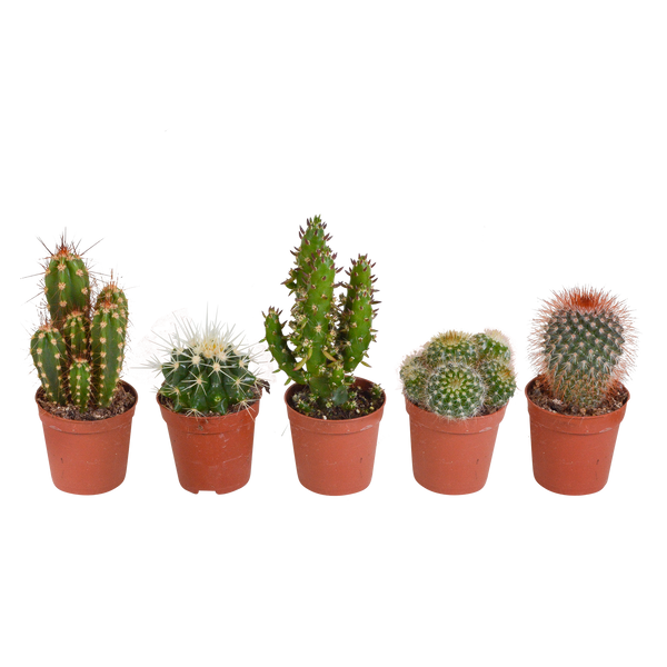 Kakteenmischung 5,5 cm - 5x - zonder pot