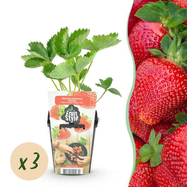 Erdbeere ‚Maxim' – Fragaria × ananassa – 3 Stück
