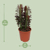 Dreikantige Wolfsmilch ‚Rubra' – Euphorbia trigona – Ansicht 4