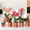 Schmetterlingsorchidee ‚Niagara Fall Narbonne' – Phalaenopsis – Ansicht 4