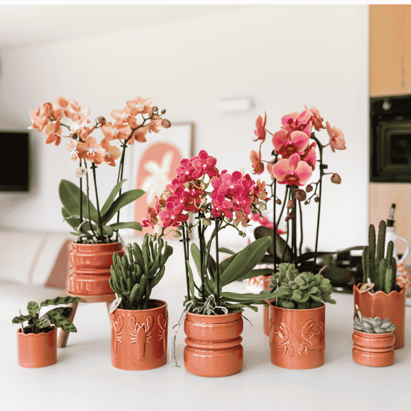 Schmetterlingsorchidee ‚Niagara Fall Narbonne' – Phalaenopsis – Ansicht 4