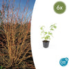Roter Hartriegel ‚Anny's Winter Orange' – Cornus sanguinea – 6 Stück