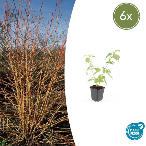 Roter Hartriegel ‚Anny's Winter Orange' – Cornus sanguinea – 6 Stück