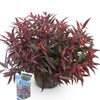 Traubenheide ‚Burning Love' – Leucothoe – Ansicht 2