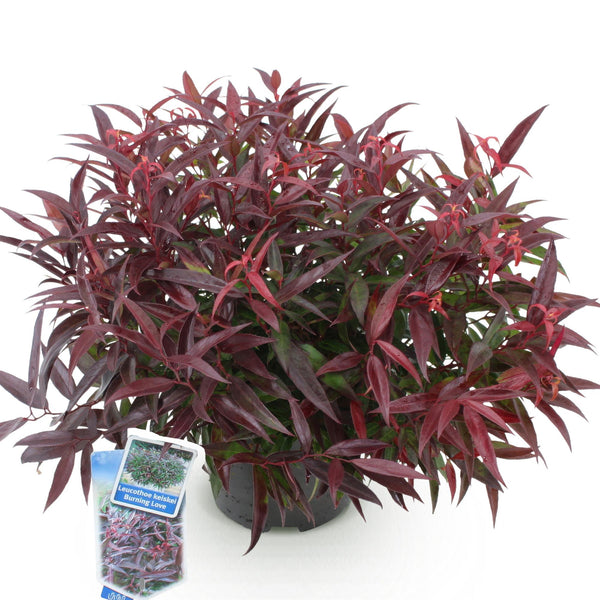 Traubenheide ‚Burning Love' – Leucothoe – Ansicht 2