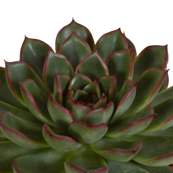 Sukkulenten-Set „Echeveria-Mix“ – 3 Echeverien – Ansicht 4