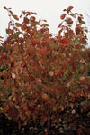 Roter Hartriegel ‚Midwinter Fire' – Cornus sanguinea – Ansicht 5