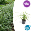 Japan-Segge ‚Ice Dance' – Carex morrowii
