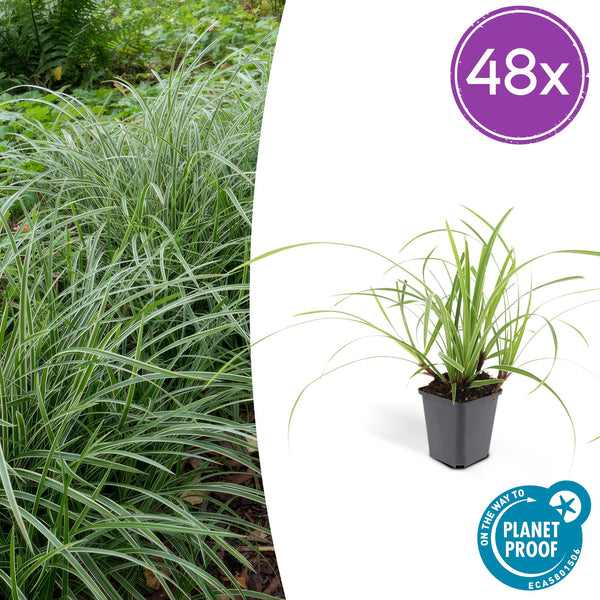 Japan-Segge ‚Ice Dance' – Carex morrowii