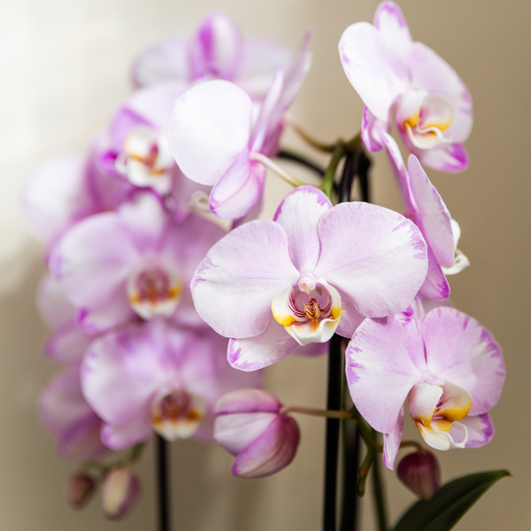Orchidee ‚Niagara Falls' – Phalaenopsis – Ansicht 2