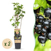 Schwarze Johannisbeere ‚Ben Nevis' – Ribes nigrum