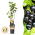 Schwarze Johannisbeere ‚Ben Nevis' – Ribes nigrum