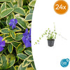 Kleines Immergrün ‚Blue and Gold' – Vinca minor