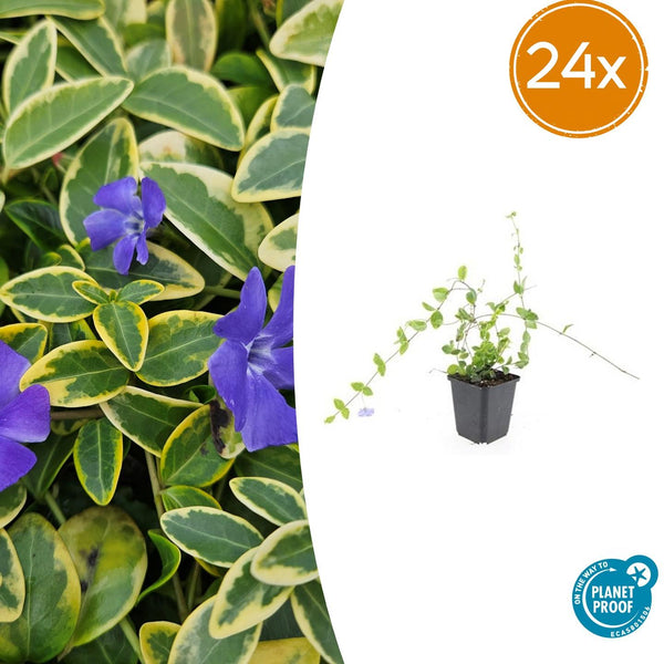Kleines Immergrün ‚Blue and Gold' – Vinca minor