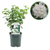 Bauernjasmin ‚Snowbelle' – Philadelphus