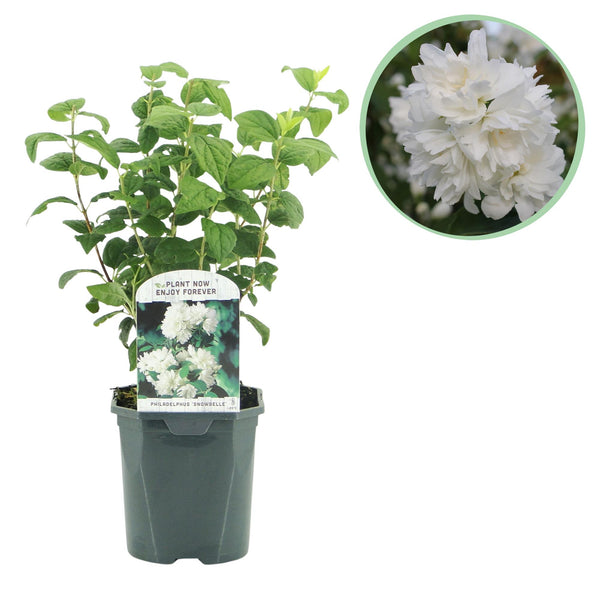 Bauernjasmin ‚Snowbelle' – Philadelphus