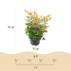Himmelsbambus ‚Gulfstream' – Nandina domestica – Ansicht 3