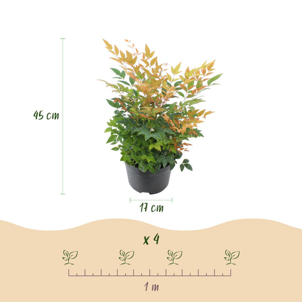 Himmelsbambus ‚Gulfstream' – Nandina domestica – Ansicht 3