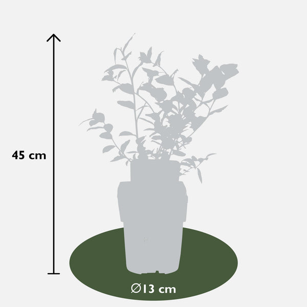 Heidelbeere ‚Reka' – Vaccinium corymbosum – Ansicht 5