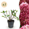 Rispenhortensie ‚Living Little Rosy' – Hydrangea paniculata