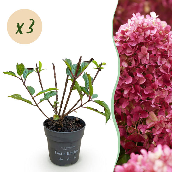 Rispenhortensie ‚Living Little Rosy' – Hydrangea paniculata