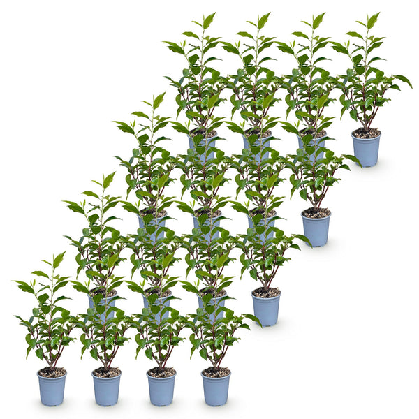 Portugiesischer Lorbeer ‚Angustifolia' – Prunus lusitanica – Ansicht 2