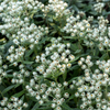 Silberimmortelle – Anaphalis triplinervis – Ansicht 7