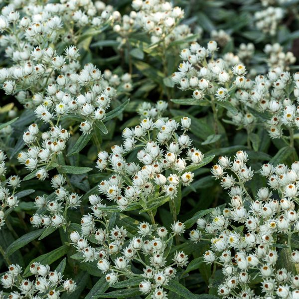 Silberimmortelle – Anaphalis triplinervis – Ansicht 7