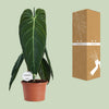 Philodendron melanochrysum – Ansicht 3