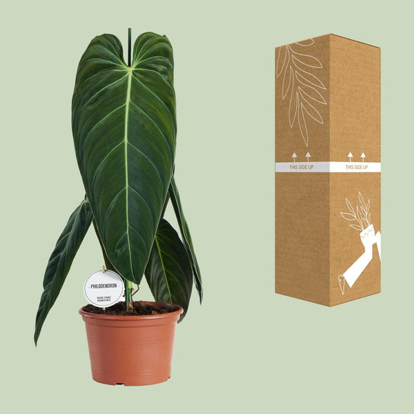 Philodendron melanochrysum – Ansicht 3