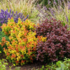 Traubenheide-Duo – Leucothoe in Gelb & Rot – Ansicht 4