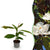 Immergrüne Magnolie – Magnolia grandiflora – 1 Stück