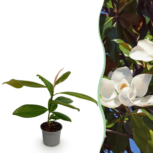 Immergrüne Magnolie – Magnolia grandiflora – 1 Stück