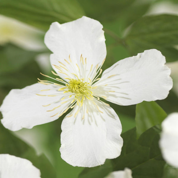 Berg-Waldrebe ‚Grandiflora' – Clematis montana – Ansicht 4
