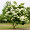 Chinesischer Blumenhartriegel – Cornus kousa var. chinensis – Ansicht 4