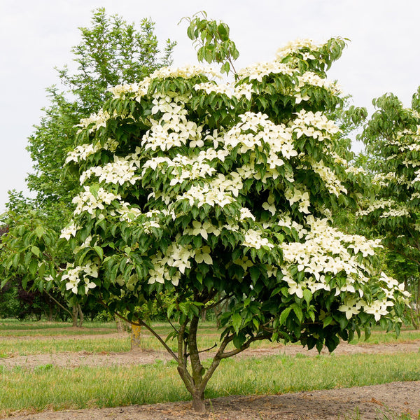 Chinesischer Blumenhartriegel – Cornus kousa var. chinensis – Ansicht 4