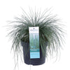 Blauschwingel ‚Azurit' – Festuca glauca