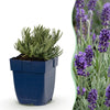 Lavendel ‚Munstead' – Lavandula angustifolia
