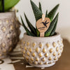 Haworthia ‚Royal Highness' – Ansicht 4
