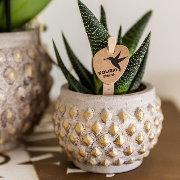 Haworthia ‚Royal Highness' – Ansicht 4