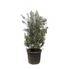 Olivenbaum – Olea europaea